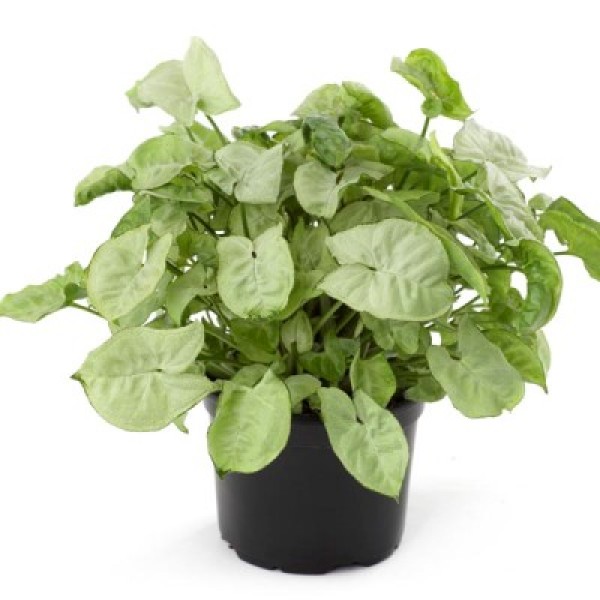 Syngonium White Indoor Air Purifier Plant